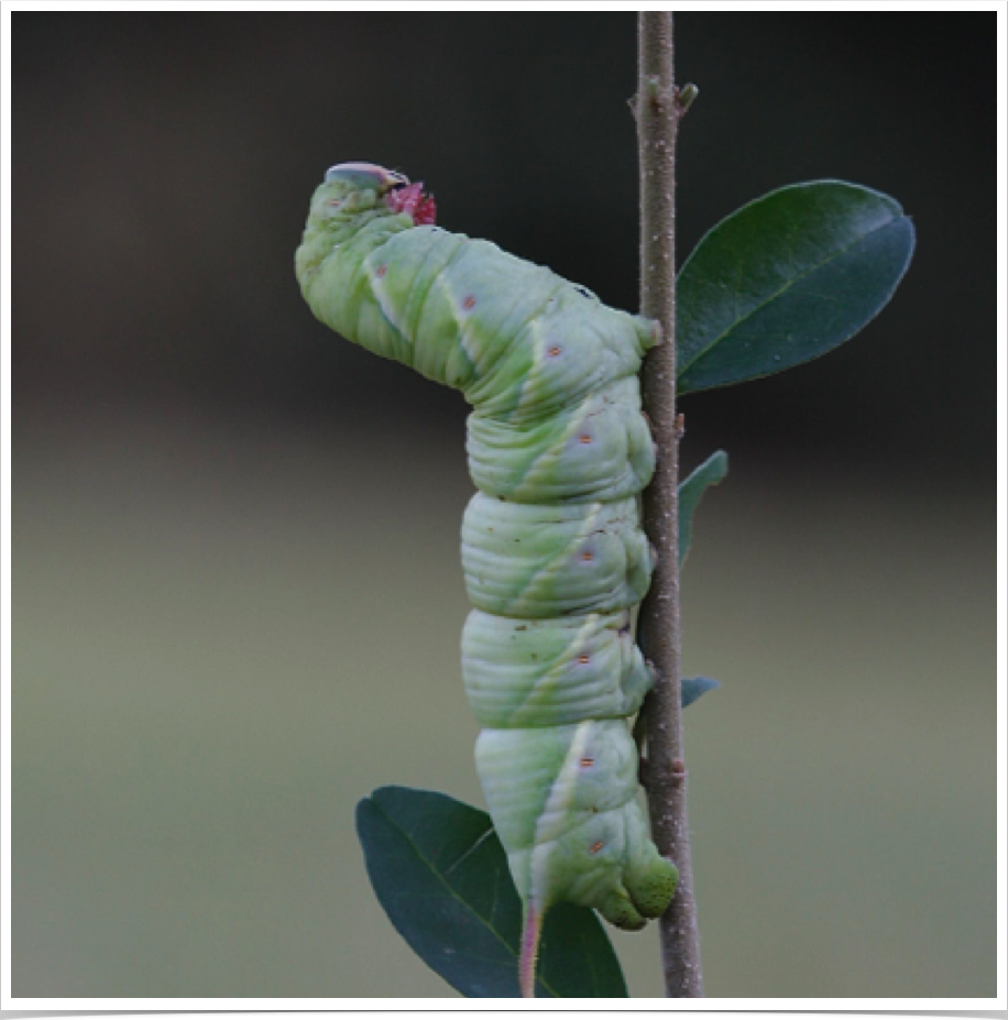 Waved Sphinx on Privet
Ceratomia undulosa
Lamar County, Alabama